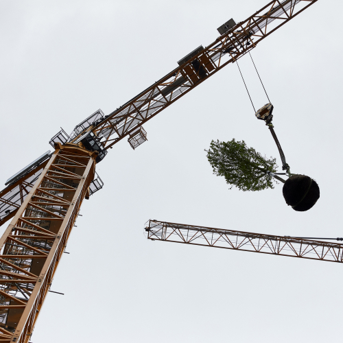 De eerste boom op Wonderwoods, 24 april 2023 - ©Milan Hofmans.jpg