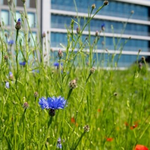 BREEAM Excellent Oplevercertificaat - foto VU.jpg