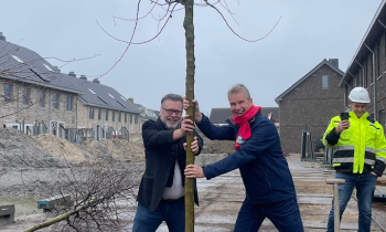 Meidoorns de geelvinck