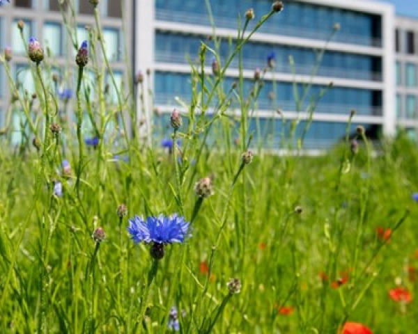 BREEAM Excellent Oplevercertificaat - foto VU.jpg